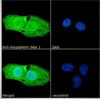 Immunocytochemistry/ Immunofluorescence: Importin beta/KPNB1 Antibody [NB100-40784]
