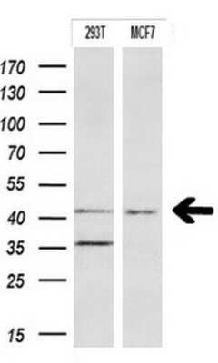Western Blot: Indoleamine 2,3-dioxygenase/IDO Antibody (OTI2B5) [NBP2-46020]