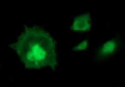 Immunocytochemistry/ Immunofluorescence: Indoleamine 2,3-dioxygenase/IDO Antibody (OTI2B5) - Azide and BSA Free [NBP2-71038]
