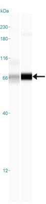 Simple Western: Indoleamine 2,3-dioxygenase/IDO Antibody [NBP1-87702]