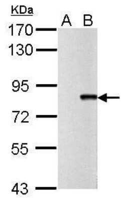 Western Blot: Influenza A H1N1 PB2 Antibody [NBP2-42878]