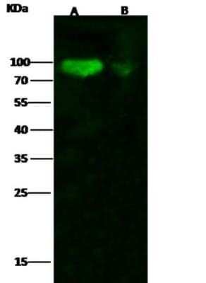 Western Blot: Influenza A H1N1 Hemagglutinin Antibody (10)(A/California/04/2009) [NBP3-06578]