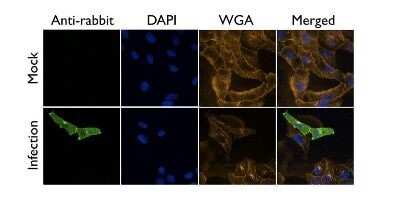 Immunocytochemistry/ Immunofluorescence: Influenza A H1N1 M2 Antibody - (A/Puerto Rico/8/1934) [NBP2-14997]