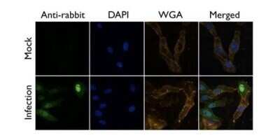 Immunocytochemistry/ Immunofluorescence: Influenza A H1N1 PA Antibody - (A/Puerto Rico/8/1934) [NBP2-42875]