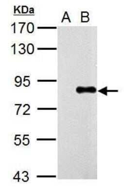 Western Blot: Influenza A H1N1 PA Antibody(A/Puerto Rico/8/1934) [NBP2-42875]
