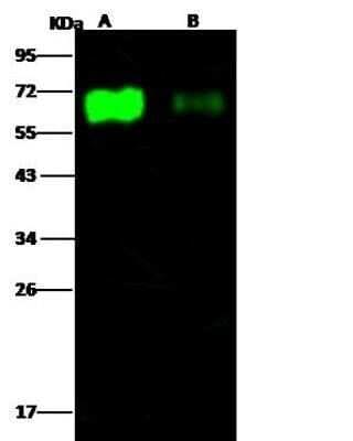 Western Blot: Influenza A H3N2 Hemagglutinin Antibody(A/Aichi/2/1968) [NBP3-12805]