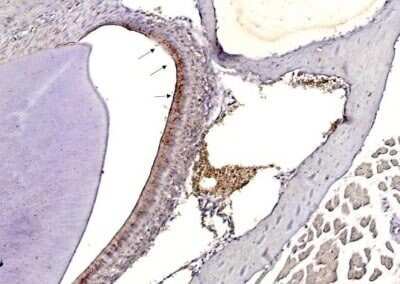 Immunohistochemistry: Influenza A H3N2 Hemagglutinin Antibody - (A/Taiwan/3446/02) [NBP3-12877]