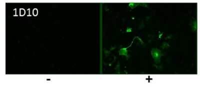 Immunocytochemistry/ Immunofluorescence: Influenza A H5N1 Hemagglutinin Antibody (1D10) - (A/Hatay/2004) [NBP3-13516]