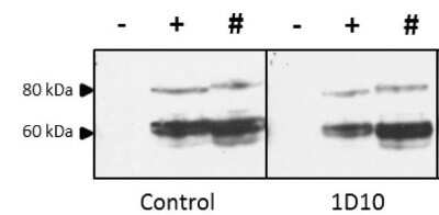 Western Blot: Influenza A H5N1 Hemagglutinin Antibody (1D10)(A/Hatay/2004) [NBP3-13516]