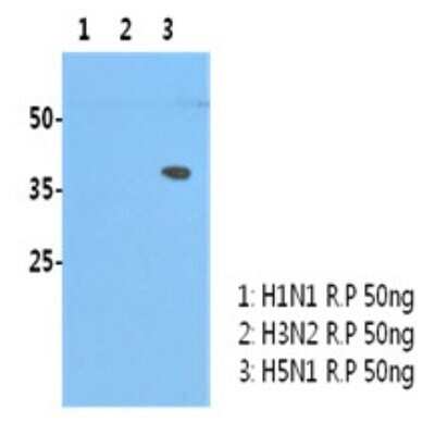 Western Blot: Influenza A H5N1 Hemagglutinin Antibody (2B7)(A/Vietnam/HN31242/2007)BSA Free [NBP2-22605]