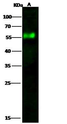 Western Blot: Influenza A H5N1 Neuraminidase Antibody [NBP3-12725]