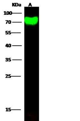 Western Blot: Influenza A H6N1 Hemagglutinin Antibody(A/northern shoveler/California/HKWF115/2007) [NBP3-12810]