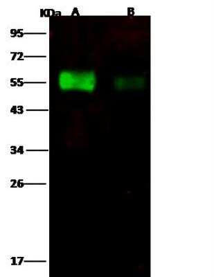 Western Blot: Influenza A H6N2 Hemagglutinin Antibody [NBP3-12753]