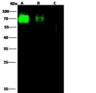 Western Blot: Influenza A H9N2 Neuraminidase Antibody [NBP3-12729]