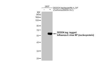 Western Blot: Influenza A nucleoprotein Antibody (HL1098) [NBP3-13717]