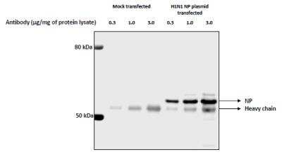 Immunoprecipitation: Influenza A H1N1 Nucleoprotein Antibody - (A/WSN/1933) [NBP2-16965]