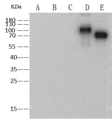 Western Blot: Influenza B Hemagglutinin Antibody (10H6C8G4) [NBP3-06569]