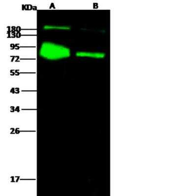 Western Blot: Influenza B Hemagglutinin Antibody(B/Florida/4/2006) [NBP3-06576]