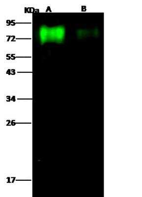 Western Blot: Influenza B Hemagglutinin Antibody(B/Brisbane/60/2008) [NBP3-12722]