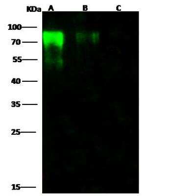 Western Blot: Influenza B Hemagglutinin Antibody(B/Massachusetts/03/2010) [NBP3-12738]