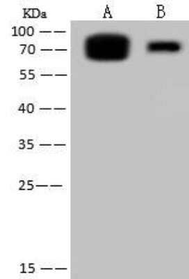 Western Blot: Influenza B nucleoprotein Antibody(B/Florida/4/2006) [NBP3-12756]