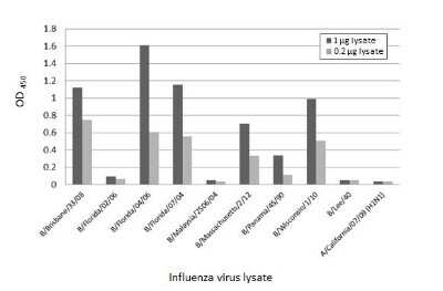 ELISA: Influenza B nucleoprotein Antibody (HL1068) - (B/Taiwan/753/2005) [NBP3-13708]