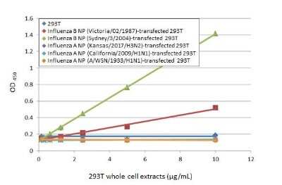 ELISA: Influenza B nucleoprotein Antibody (HL1068) - (B/Taiwan/753/2005) [NBP3-13708]