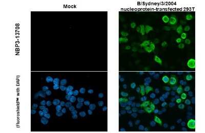 Immunocytochemistry/ Immunofluorescence: Influenza B nucleoprotein Antibody (HL1068) - (B/Taiwan/753/2005) [NBP3-13708]