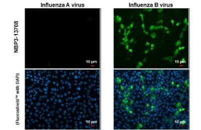 Immunocytochemistry/ Immunofluorescence: Influenza B nucleoprotein Antibody (HL1068) - (B/Taiwan/753/2005) [NBP3-13708]