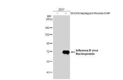 Western Blot: Influenza B nucleoprotein Antibody (HL1068)(B/Taiwan/753/2005) [NBP3-13708]