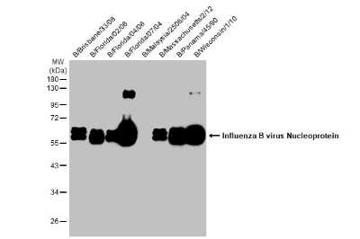 Western Blot: Influenza B nucleoprotein Antibody (HL1068)(B/Taiwan/753/2005) [NBP3-13708]