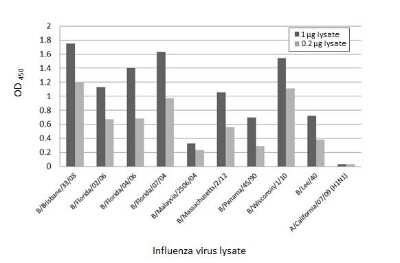 ELISA: Influenza B nucleoprotein Antibody (HL1069) - (B/Taiwan/753/2005) [NBP3-13709]