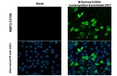 Immunocytochemistry/ Immunofluorescence: Influenza B nucleoprotein Antibody (HL1069) - (B/Taiwan/753/2005) [NBP3-13709]