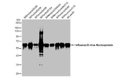 Western Blot: Influenza B nucleoprotein Antibody (HL1069)(B/Taiwan/753/2005) [NBP3-13709]