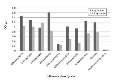 ELISA: Influenza B nucleoprotein Antibody (HL1073) - (B/Taiwan/753/2005) [NBP3-13713]