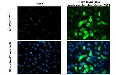 Immunocytochemistry/ Immunofluorescence: Influenza B nucleoprotein Antibody (HL1073) - (B/Taiwan/753/2005) [NBP3-13713]