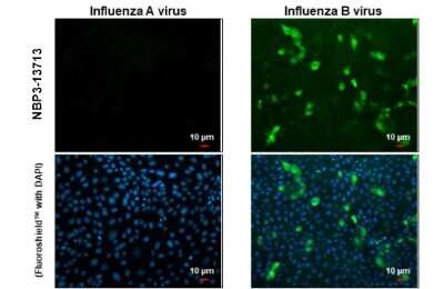 Immunocytochemistry/ Immunofluorescence: Influenza B nucleoprotein Antibody (HL1073) - (B/Taiwan/753/2005) [NBP3-13713]