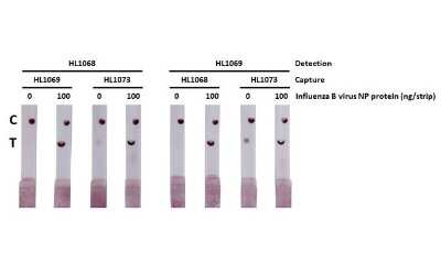 Lateral Flow Assay: Influenza B nucleoprotein Antibody (HL1073) - (B/Taiwan/753/2005) [NBP3-13713]