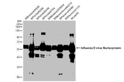 Western Blot: Influenza B nucleoprotein Antibody (HL1073)(B/Taiwan/753/2005) [NBP3-13713]