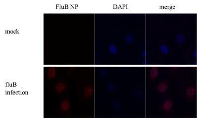 Immunocytochemistry/ Immunofluorescence: Influenza B nucleoprotein Antibody - (B/Taiwan/753/2005) [NBP3-12881]