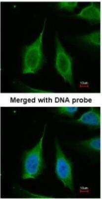 Immunocytochemistry/ Immunofluorescence: Inorganic Pyrophosphatase/PPA1 Antibody [NBP1-31348]