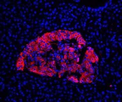 Immunohistochemistry-Paraffin: Insulin Antibody (E2-E3 + 2D11-H5 (same as INS04 + INS05)) - IHC-Prediluted [NBP2-45107]