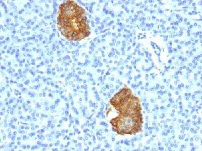 Immunohistochemistry-Paraffin: Insulin Antibody (E2-E3 + 2D11-H5 (same as INS04 + INS05)) [NBP2-34261]