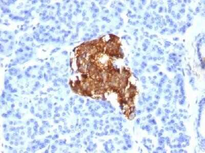 Immunohistochemistry-Paraffin: Insulin Antibody (E2-E3 (same as INS04)) - Azide and BSA Free [NBP2-34611]