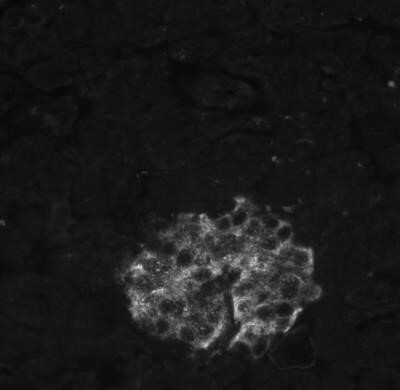 Immunohistochemistry-Paraffin: Insulin Antibody (E2-E3 (same as INS04)) - IHC-Prediluted [NBP2-45105]