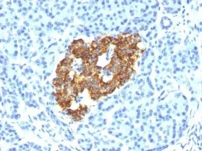 Immunohistochemistry-Paraffin: Insulin Antibody (IRDN/794) - Azide and BSA Free [NBP2-47726]