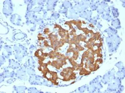 Immunohistochemistry-Paraffin: Insulin Antibody (IRDN/794) - Azide and BSA Free [NBP2-47726]