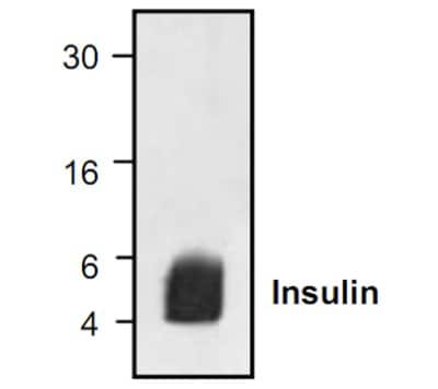 Western Blot: Insulin Antibody [NBP1-45662]