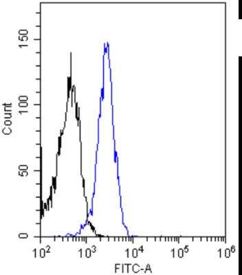 Flow Cytometry: Insulin R/CD220 Antibody (83-14) - Chimeric - Azide and BSA Free [NBP2-81038]
