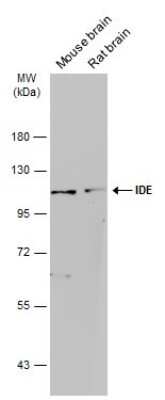 Western Blot: Insulysin/IDE Antibody (GT143) [NBP3-13560]